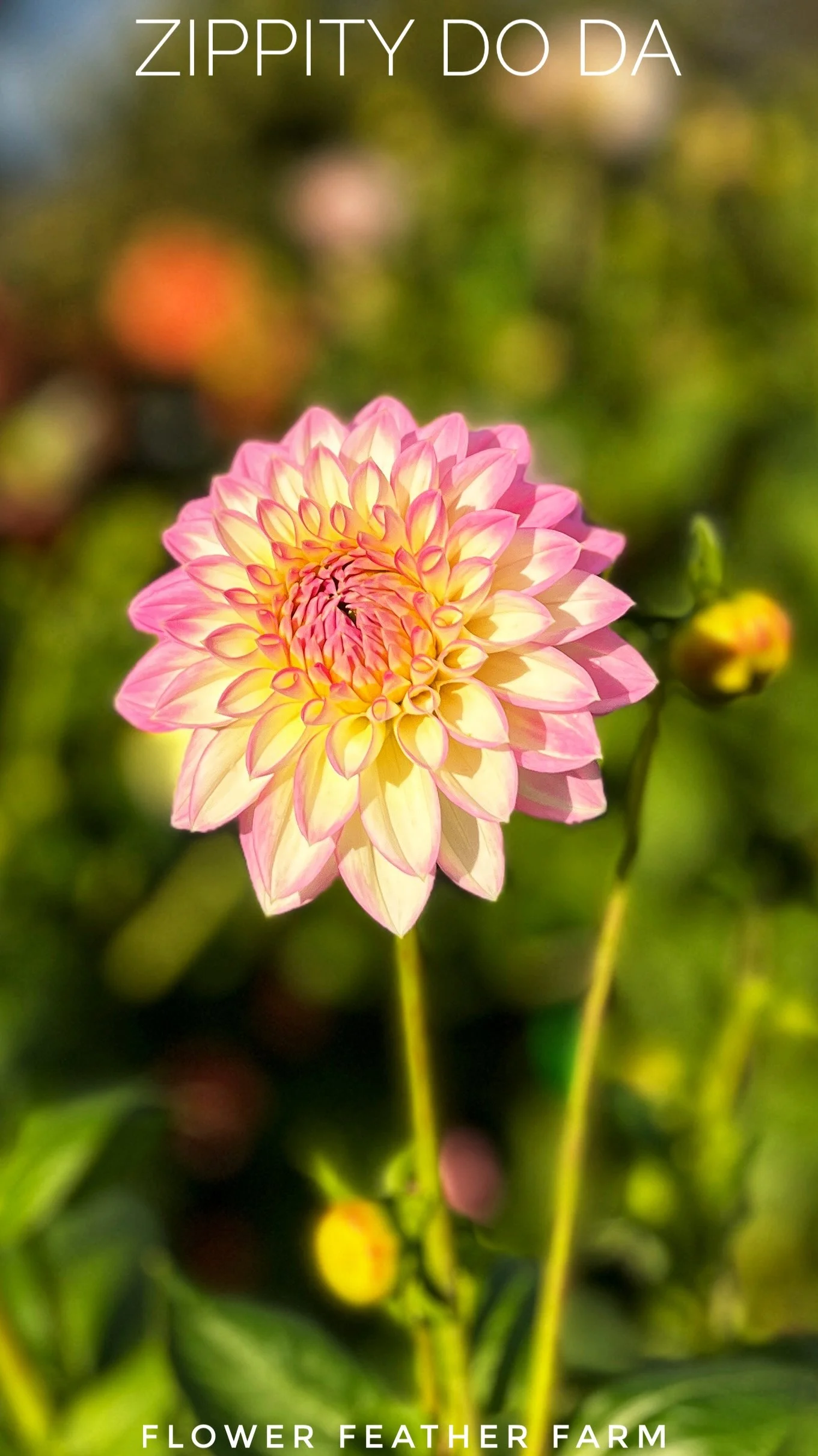 Zippity Do Da Dahlia Tuber Z35 at Flower Feather Farm